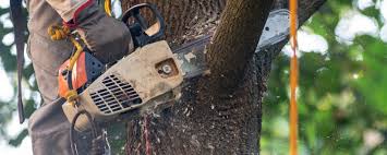 Best Lawn Irrigation Installation and Maintenance  in Browns Lake, WI
