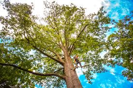 Best Lawn Renovation and Restoration  in Browns Lake, WI