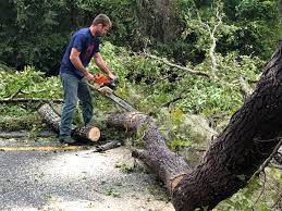 Best Emergency Tree Removal  in Browns Lake, WI