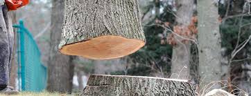 Best Hazardous Tree Removal  in Browns Lake, WI