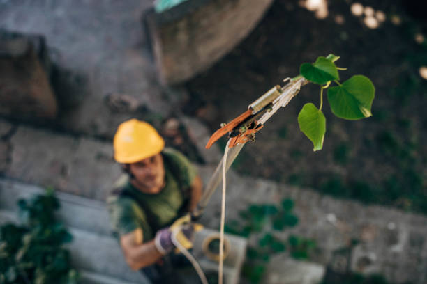 How Our Tree Care Process Works  in  Browns Lake, WI