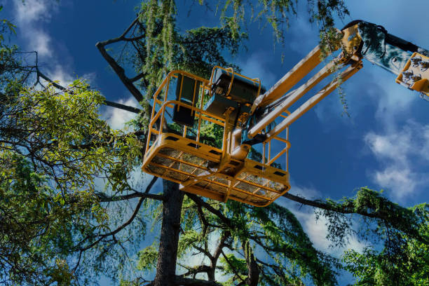 Best Hazardous Tree Removal  in Browns Lake, WI