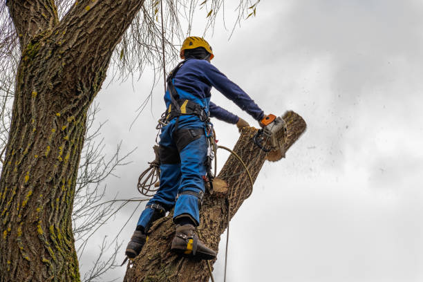 Best Tree Preservation Services  in Browns Lake, WI