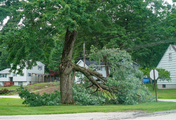 Best Tree Trimming and Pruning  in Browns Lake, WI