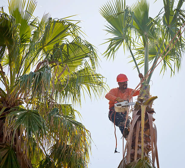 Best Tree Risk Assessment  in Browns Lake, WI
