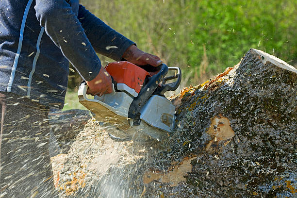 Best Lawn Mowing  in Browns Lake, WI